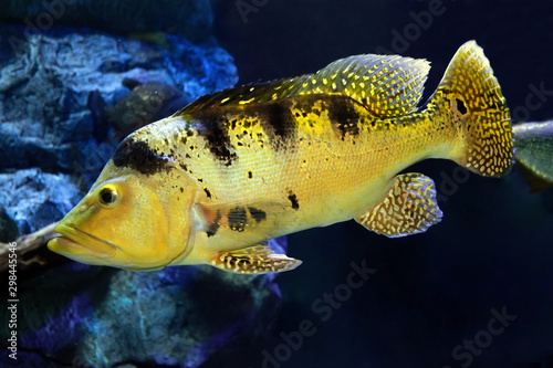 Freshwater Fish Peacock Bass (Cichla kelberi)