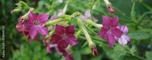 the tobacco fragrant flowers closeup