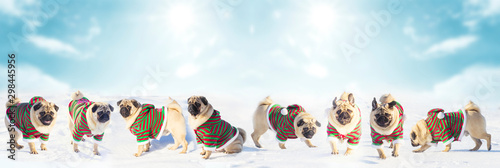 Christmas dogs wear uniform elf. Group pugs over winter background. Copy space © Shcherbyna