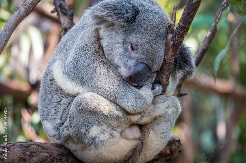 Photography Koala sleeping in a tree