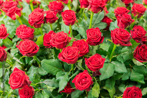 Fresh, natural red roses with green leaves. background