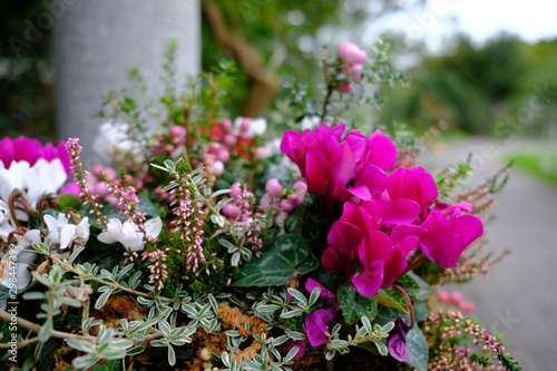 Fototapeta Naklejka Na Ścianę i Meble -  colorful flower garden