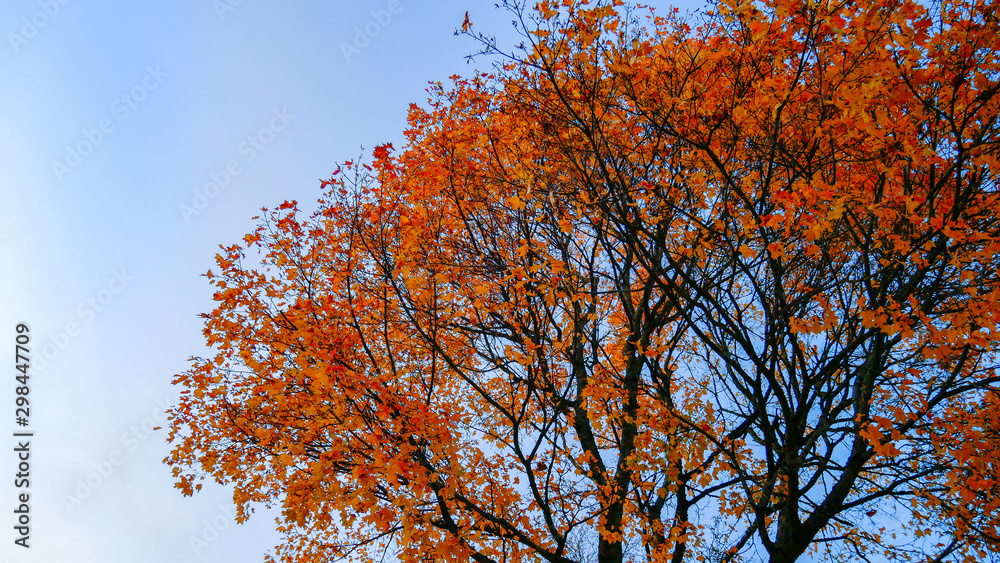 Fototapeta premium Maple tree and colours of autumn