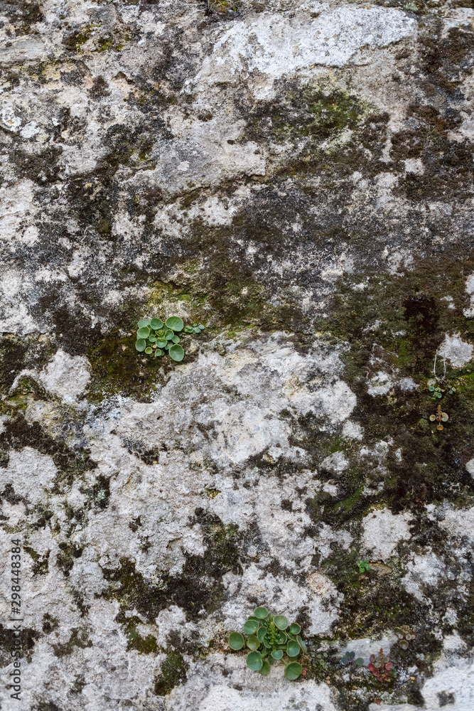fragment of surface of aged gray rock. some green moss grows on stone. texture, background
