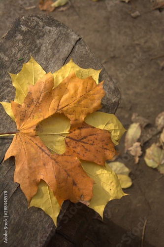 autumn leaf with cut heart