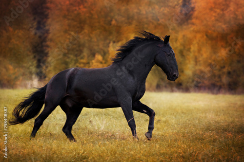 a portrait of black horse