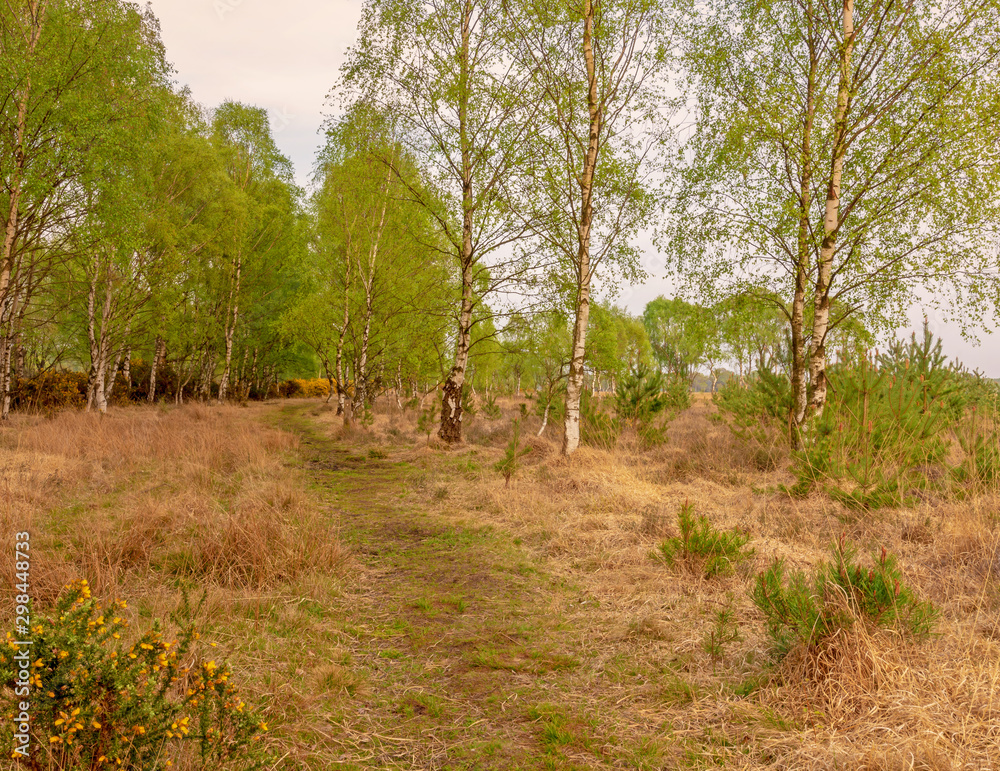 Silver birch trees and path. Silver birch trees and path.
