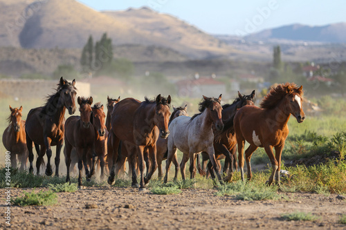 Yilki Horses Running in Field  Kayseri  Turkey