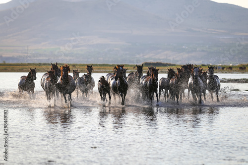 Yilki Horses Running in Water, Kayseri, Turkey photo