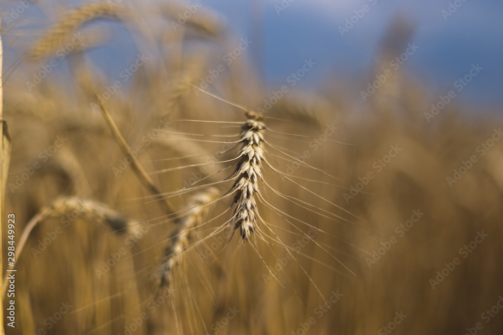 Obraz premium Wheat on the field. Plant, nature, rye. Rural summer field landscape