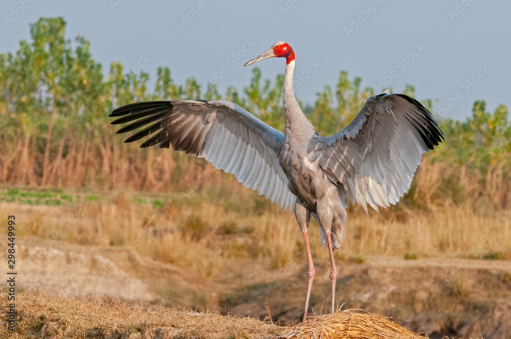Fototapeta premium Sarus crane fluttering wings in the field