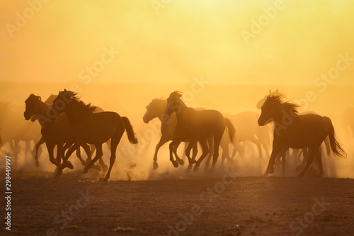 Yilki Horses Running in Field  Kayseri  Turkey