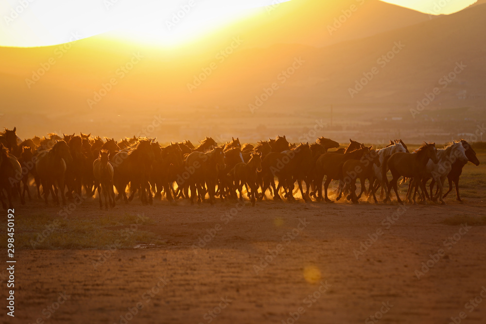Yilki Horses Running in Field, Kayseri, Turkey Yilki Horses Running in Field, Kayseri, Turkey