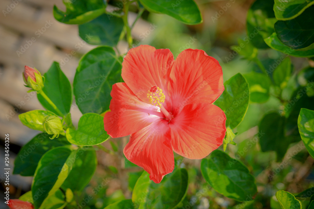 Red hibiscus flower with green leaves blooming in the tropical garden. Red hibiscus flower with green leaves blooming in the tropical garden.