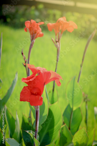 Beautiful red canna lily blooming in the garden