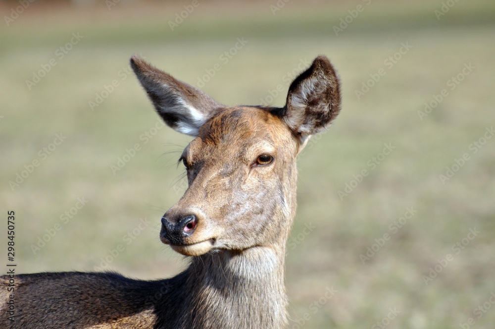 Dammhirsch