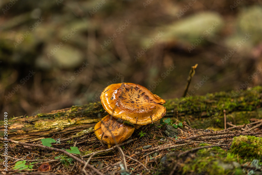 Mushrooms growing in the autumn forest. Nature scenery. Closeup Mushrooms growing in the autumn forest. Nature scenery. Closeup