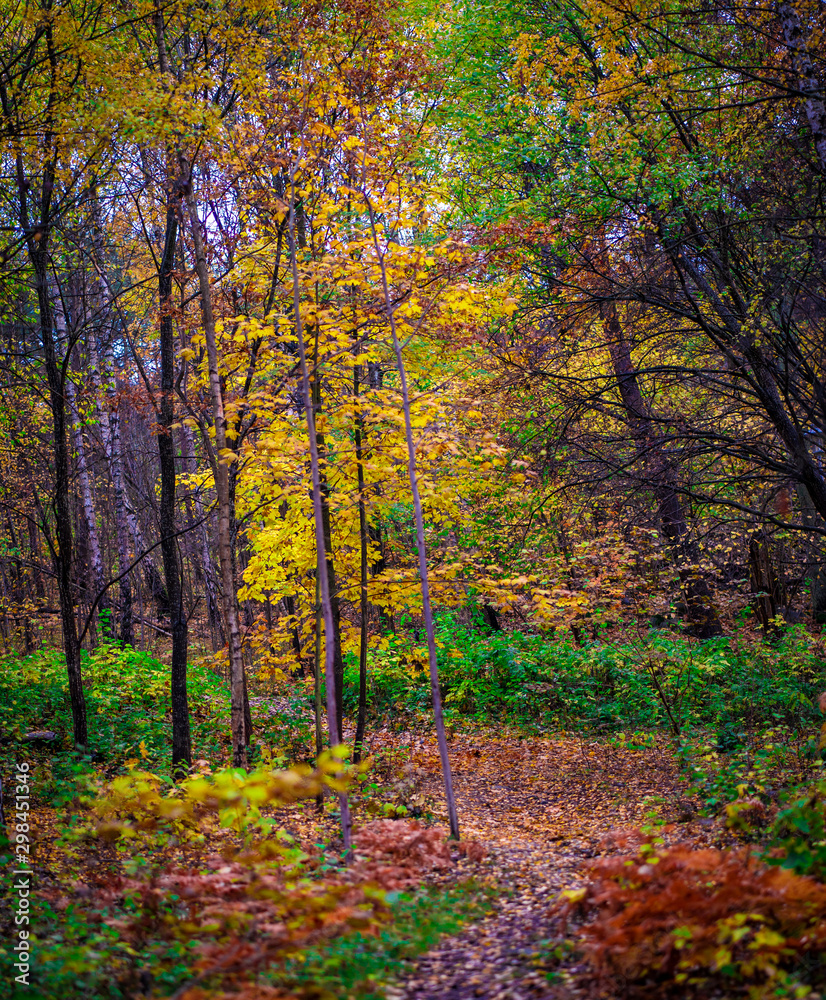 Autumn Vibe Autumn Vibe