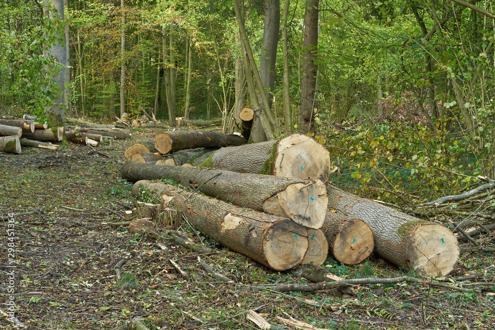 Forestry and logging. Felled ash trees and other woods in the forest. Pile of tree trunks Forestry and logging. Felled ash trees and other woods in the forest. Pile of tree trunks