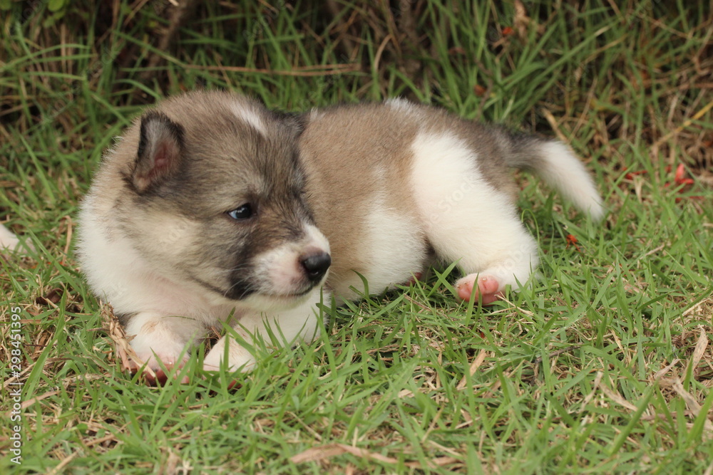 Puppy (Thai Bang Kaew) 15