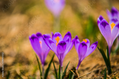 Beautiful colorful flower in the forest. In spring.Nature scenery. Closeup © Ivan