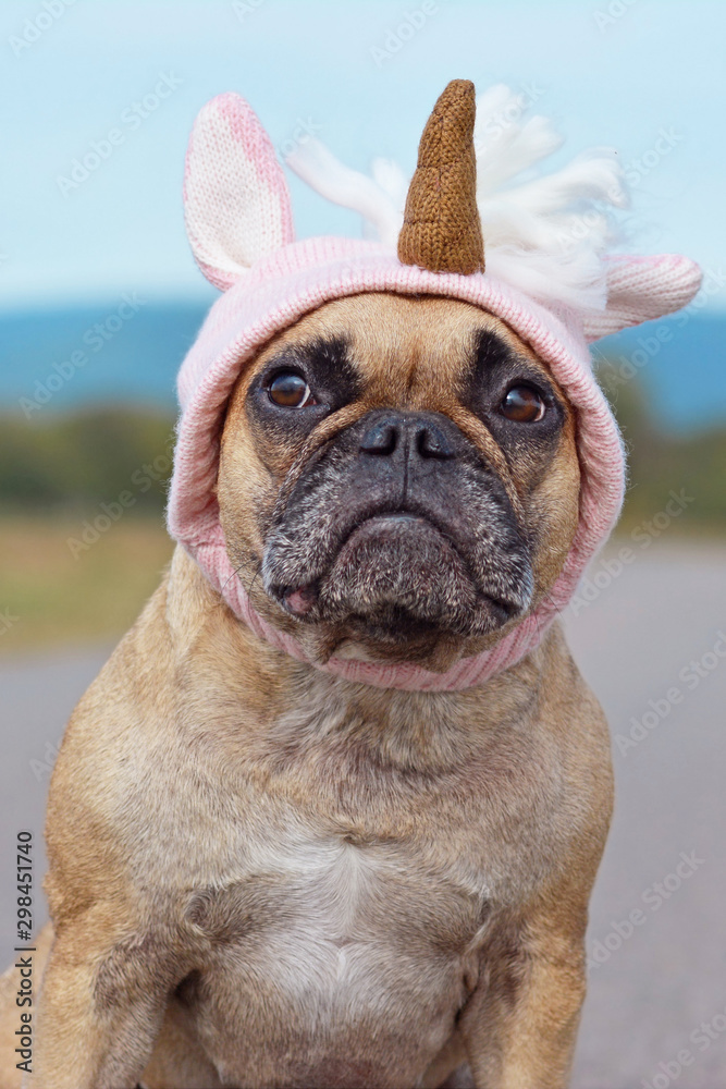 Fototapeta premium Cute French Bulldog dog dressed up with Halloween costume in shape of pink knitted unicorn hat