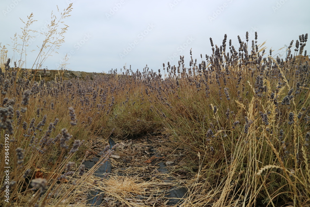 Obraz premium grass and sky