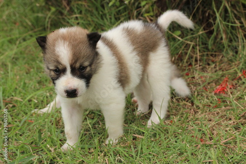 Puppy (Thai Bang Kaew) 5