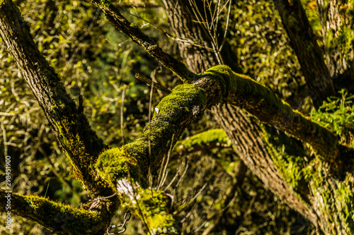 Old tree branch covered with moss in the forest, beautiful landscape, closeup