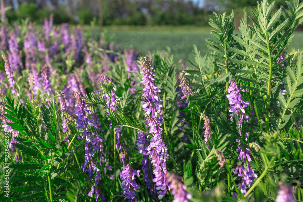 Vicia cracca - beautiful springtime field flowers. Vicia cracca - beautiful springtime field flowers.