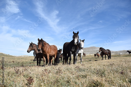 herd of horses on pasture © Lazar