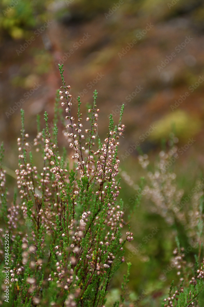 Simplicity of Nature Simplicity of Nature
