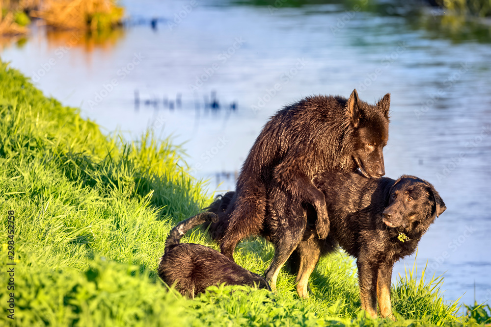 Fototapeta premium two Alsatian dogs - copulation on the water's edge
