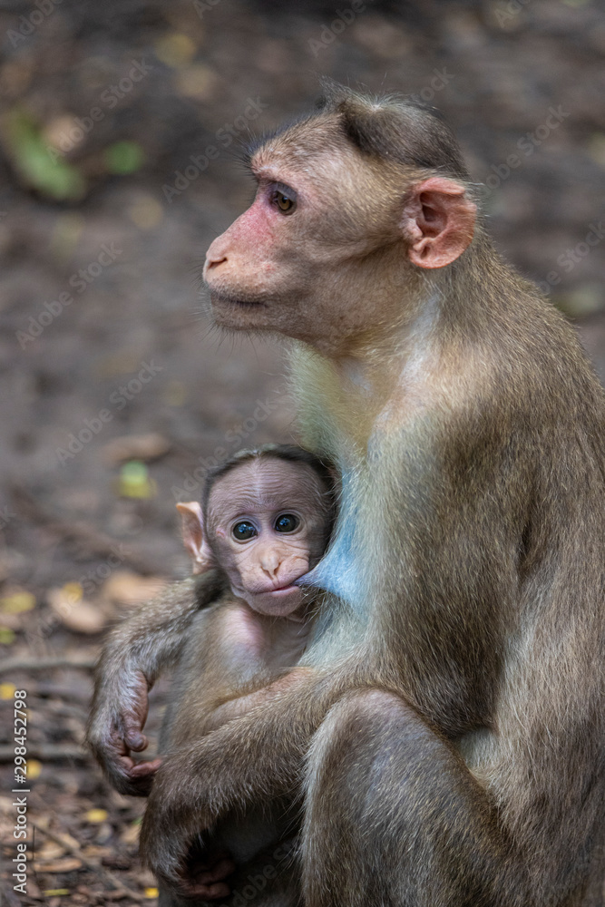 A Portrait of The Rhesus Macaque Mother Monkey Feeding her Baby and showing emotions A Portrait of The Rhesus Macaque Mother Monkey Feeding her Baby and showing emotions