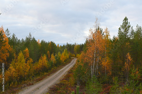 Trail in the forest