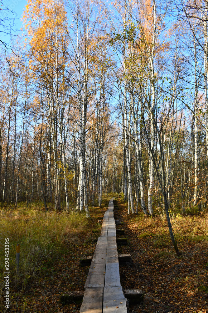 Fototapeta premium Nature Trails
