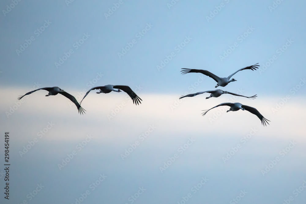 Fototapeta premium Cranes in the approach (Zingst, Germany)