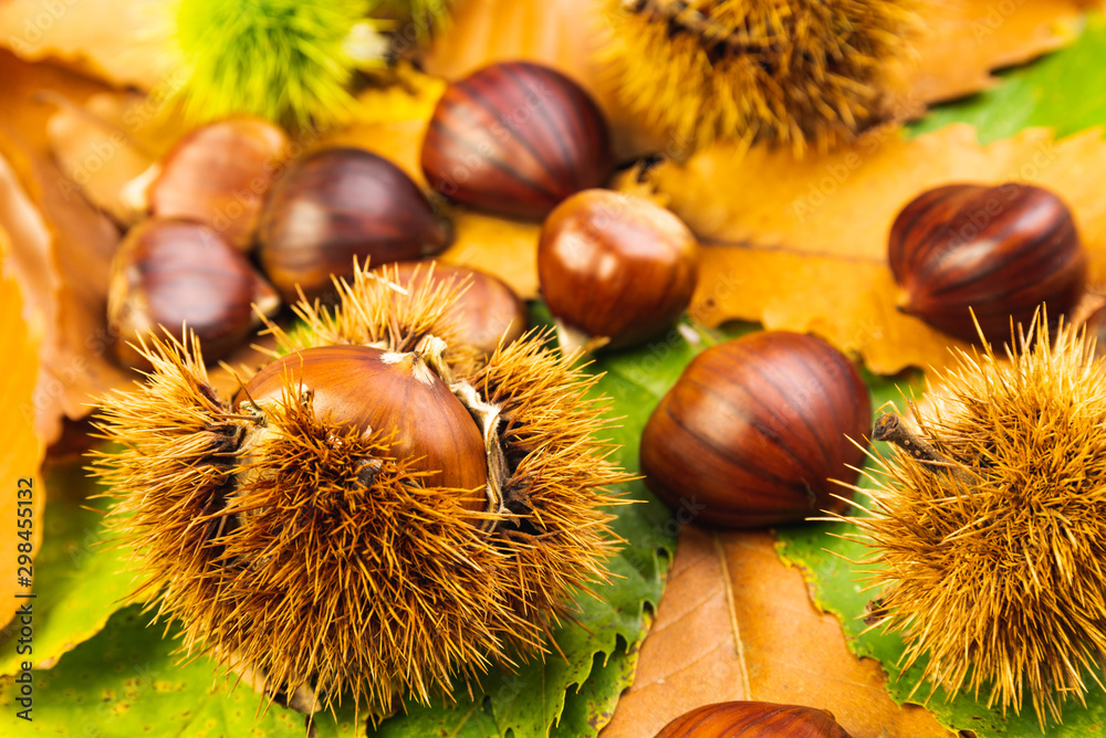 Ripe chestnuts close up. Raw Chestnuts for Christmas Autumn time Ripe chestnuts close up. Raw Chestnuts for Christmas Autumn time