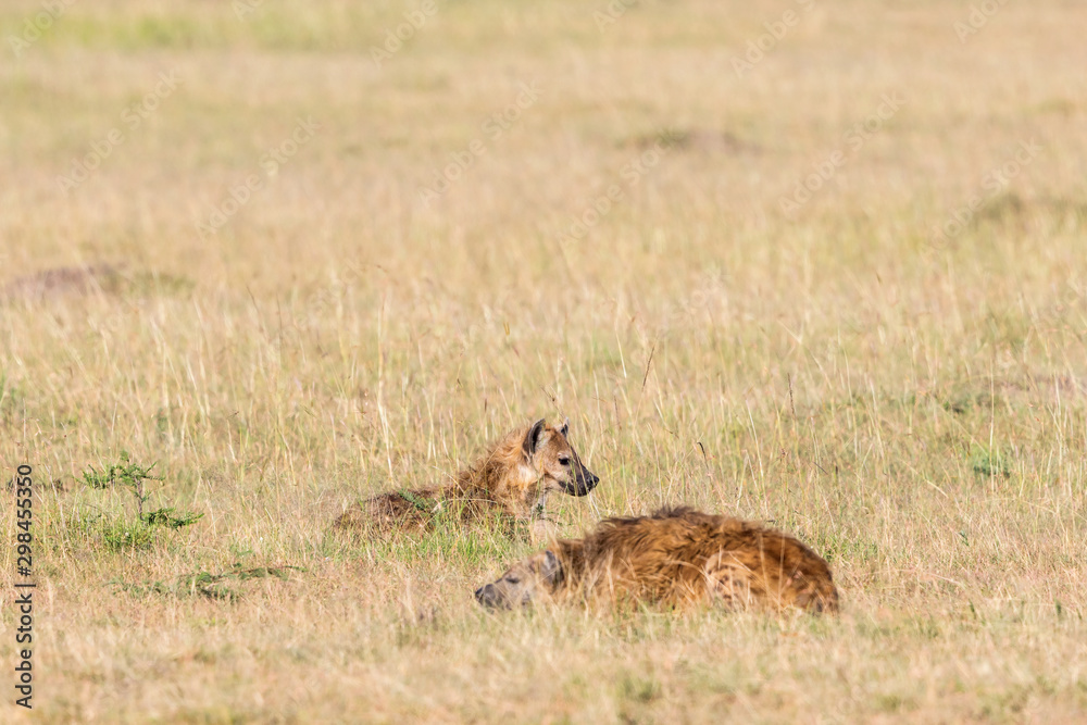 Hyenas lying in the grass on the savannah Hyenas lying in the grass on the savannah