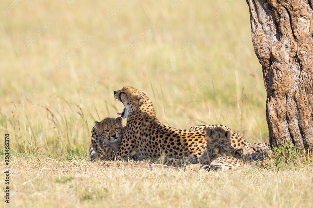 Cheetah with cubs lying down at a tree and watching Cheetah with cubs lying down at a tree and watching