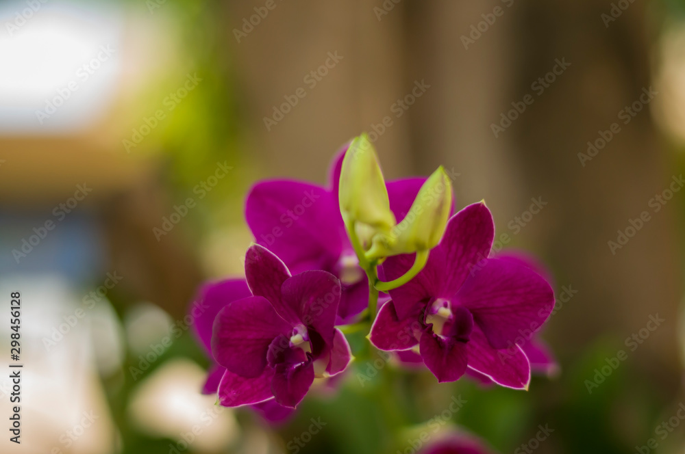 Orchids in the park near the house. Orchids in the park near the house.