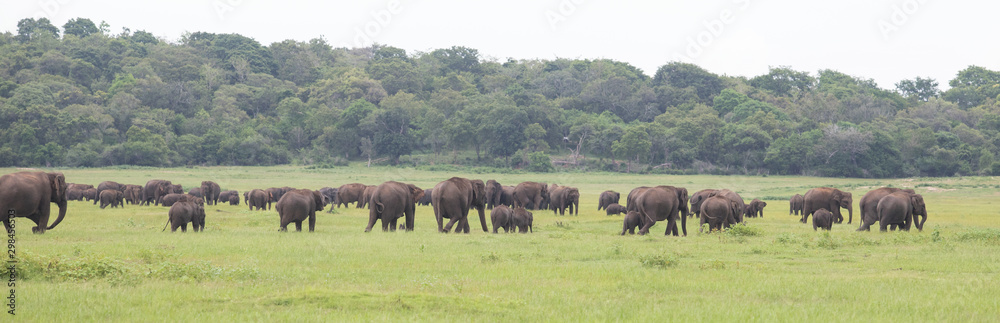 Elephants in beautiful Sri Lanka Jungle Elephants in beautiful Sri Lanka Jungle