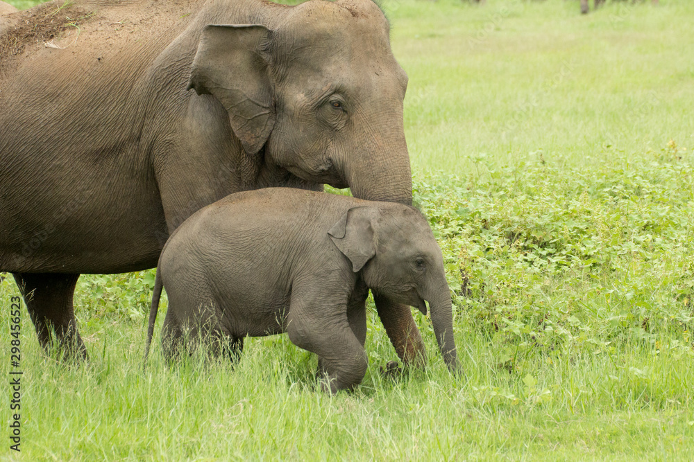 Fototapeta premium Elephants in beautiful Sri Lanka Jungle