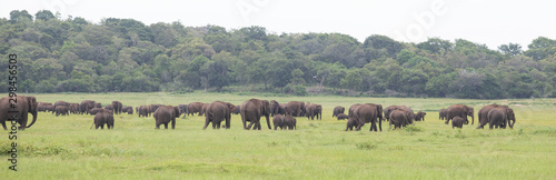 Elephants in beautiful Sri Lanka Jungle © Ananda