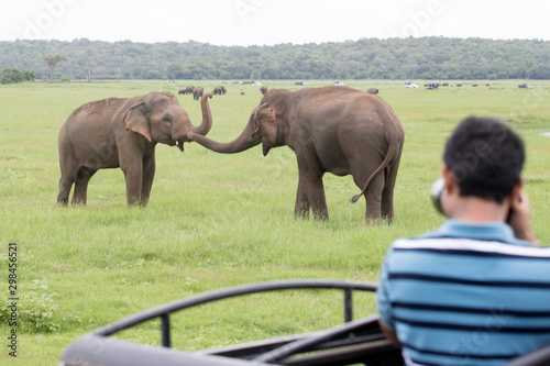 Elephants in beautiful Sri Lanka Jungle