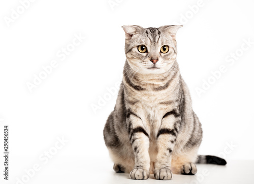 Beautiful American Shorthair cat isolated