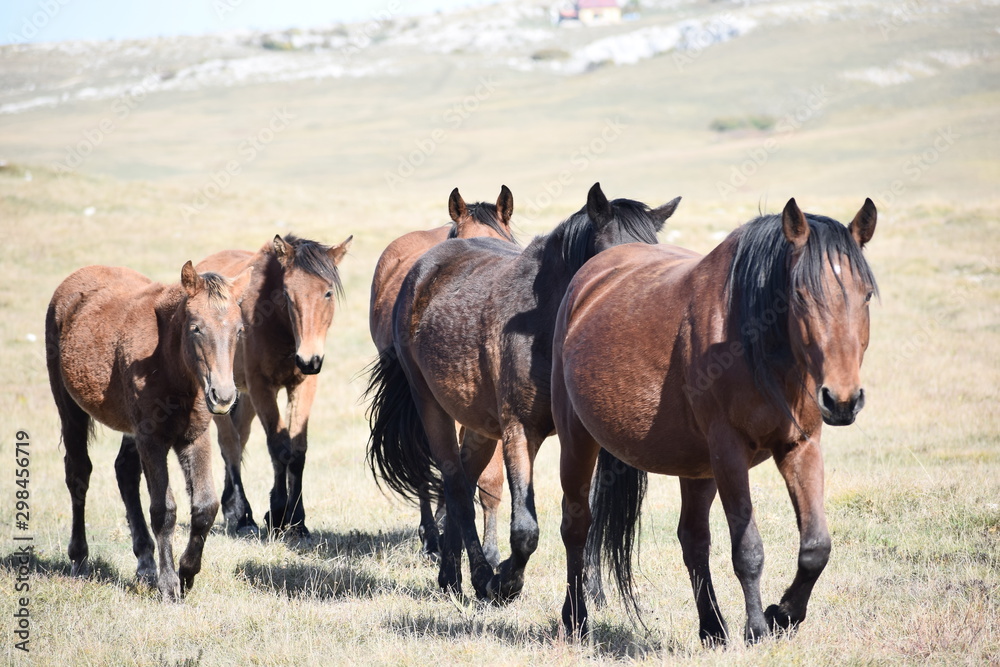 Fototapeta premium herd of horses