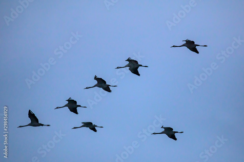 Cranes in the approach (Zingst, Germany) © UbjsP