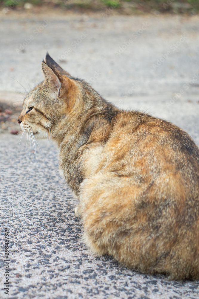 Fototapeta premium のらねこ キジトラ