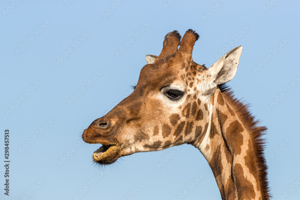 Naklejka premium Rothschild's giraffe with open mouth